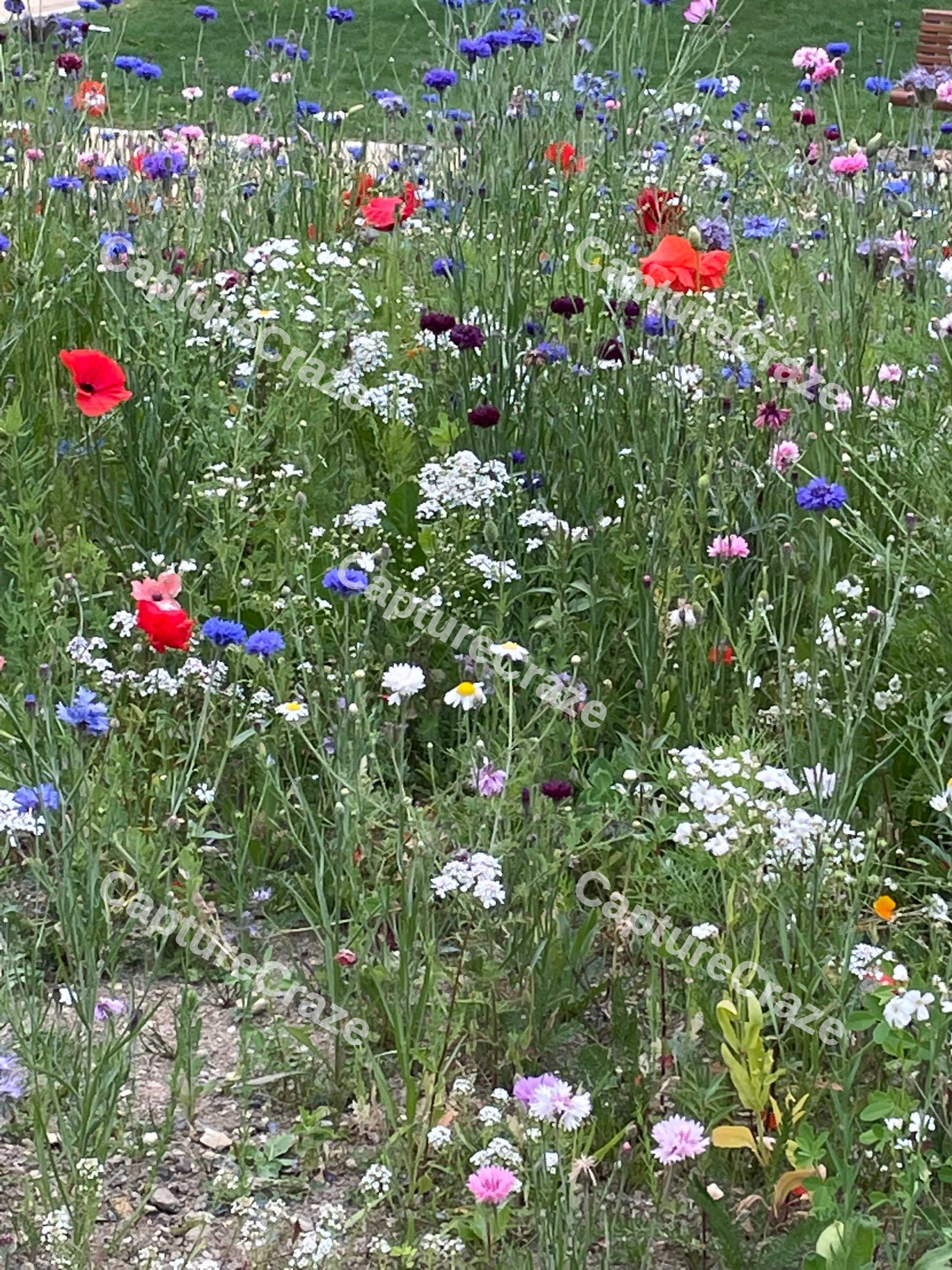 Wild Flowers